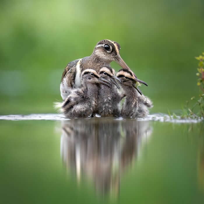 Bird Photographer Of The Year Awards Winners 2024 20