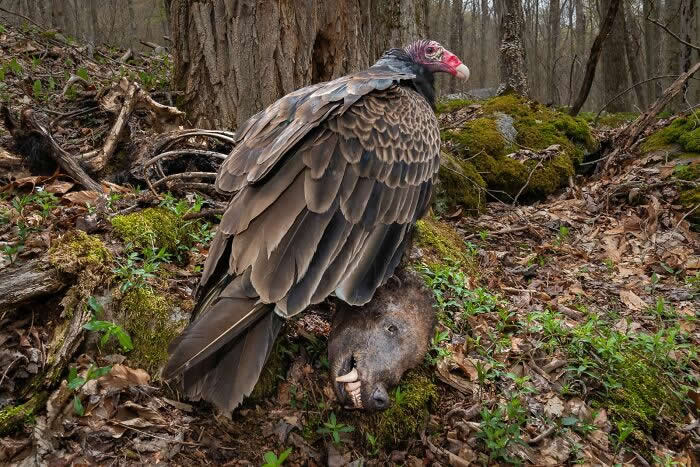 Bird Photographer Of The Year Awards Winners 2024 22