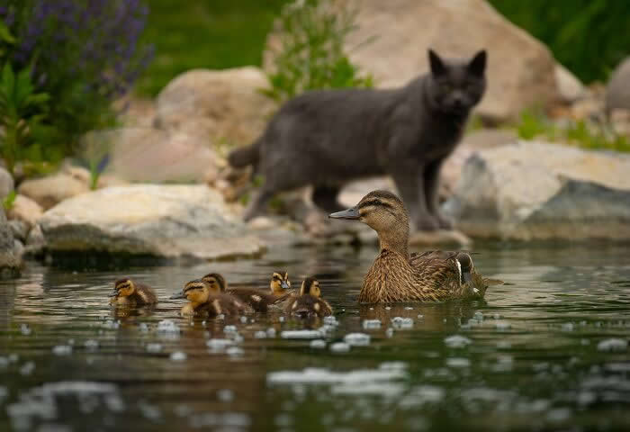 Bird Photographer Of The Year Awards Winners 2024 24