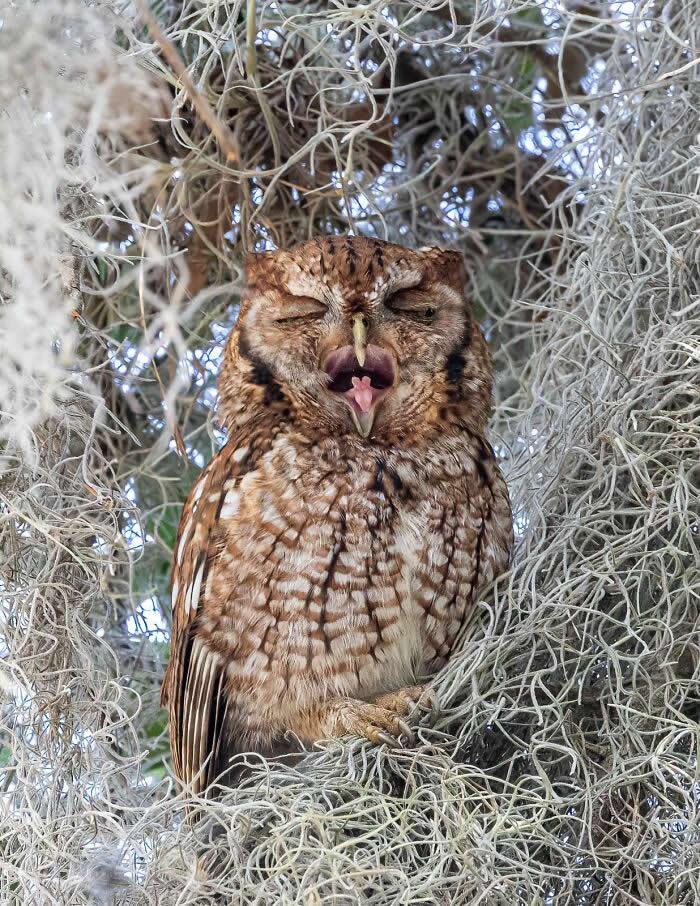 Bird Photographer Of The Year Awards Winners 2024 26