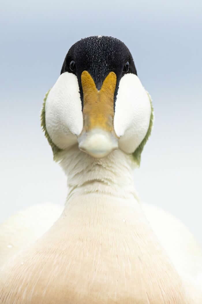 Bird Photographer Of The Year Awards Winners 2024 27