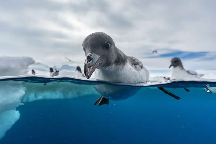 Bird Photographer Of The Year Awards Winners 2024 28