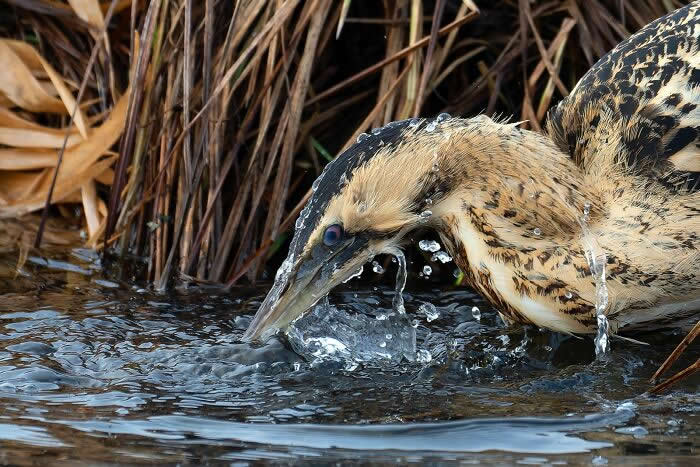 Bird Photographer Of The Year Awards Winners 2024 29