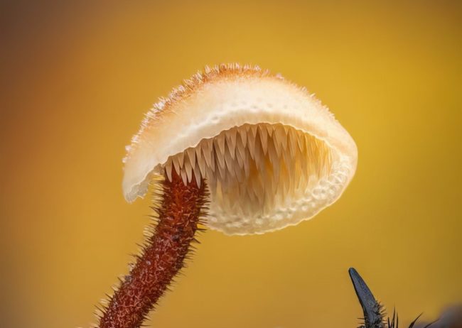 Close Up Photographer Of The Year Awards Winners 08