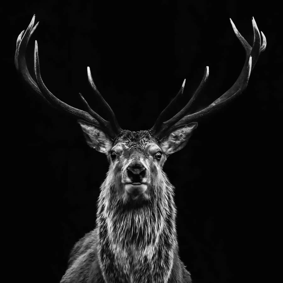 Fine Art Photography Awards Wildlife Amateur Winners 04