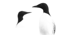 Fine Art Photography Awards Wildlife Amateur Winners 06