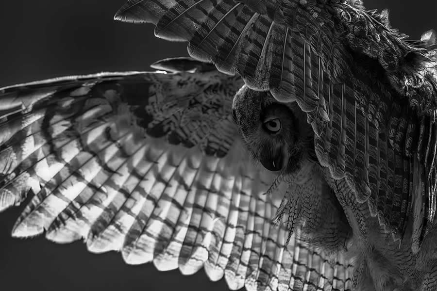 Fine Art Photography Awards Wildlife Amateur Winners 08