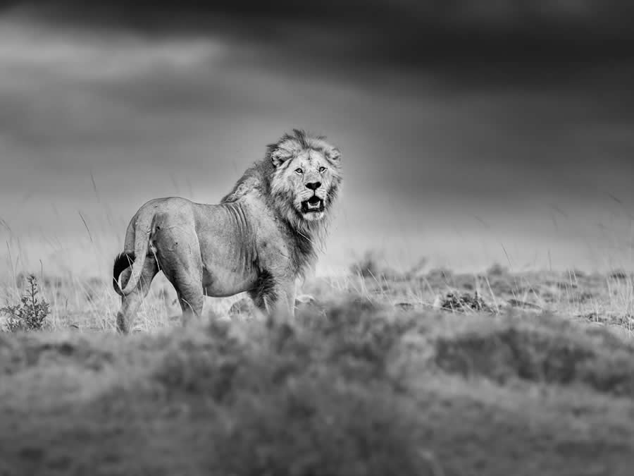 Fine Art Photography Awards Wildlife Amateur Winners 15