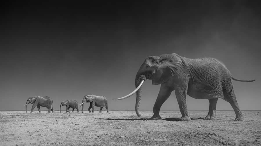 Fine Art Photography Awards Wildlife Amateur Winners 18