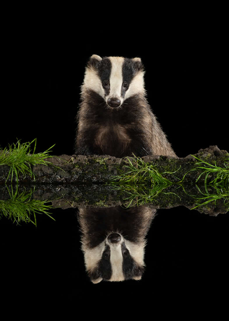 Fine Art Photography Awards Wildlife Amateur Winners 19