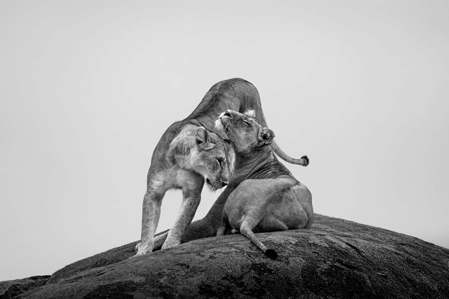 Fine Art Photography Awards Wildlife Amateur Winners 22