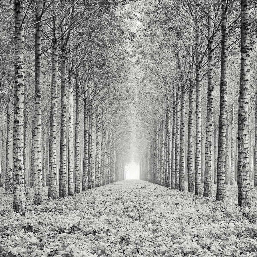 Garden Photographer Black And White Photography Winners 02