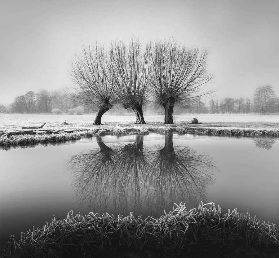 Garden Photographer Black And White Photography Winners 06