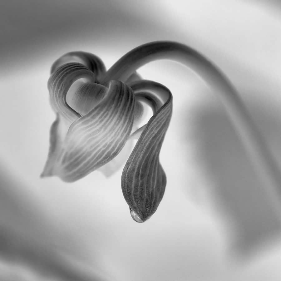 Garden Photographer Black And White Photography Winners 07