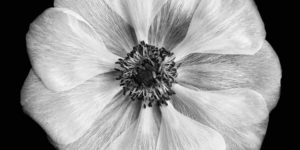 Garden Photographer Black And White Photography Winners 08