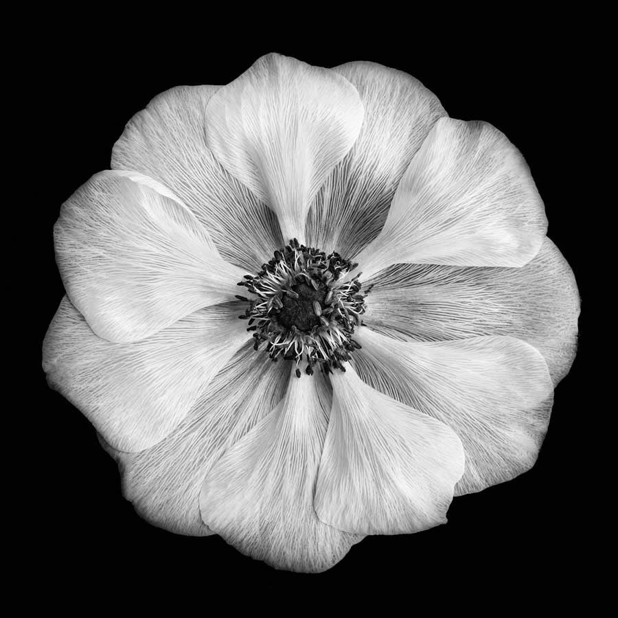 Garden Photographer Black And White Photography Winners 08