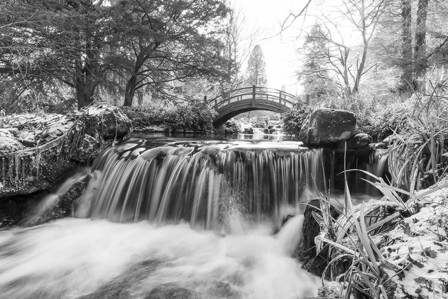 Garden Photographer Black And White Photography Winners 10