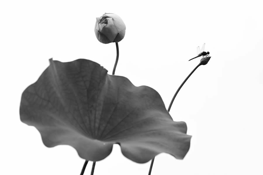 Garden Photographer Black And White Photography Winners 16