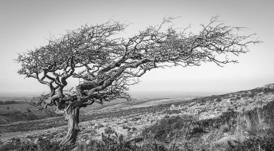 Garden Photographer Black And White Photography Winners 18