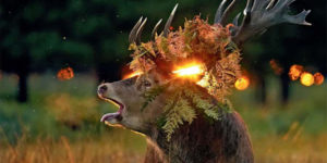 National Wildlife Photo Contest Winners 09