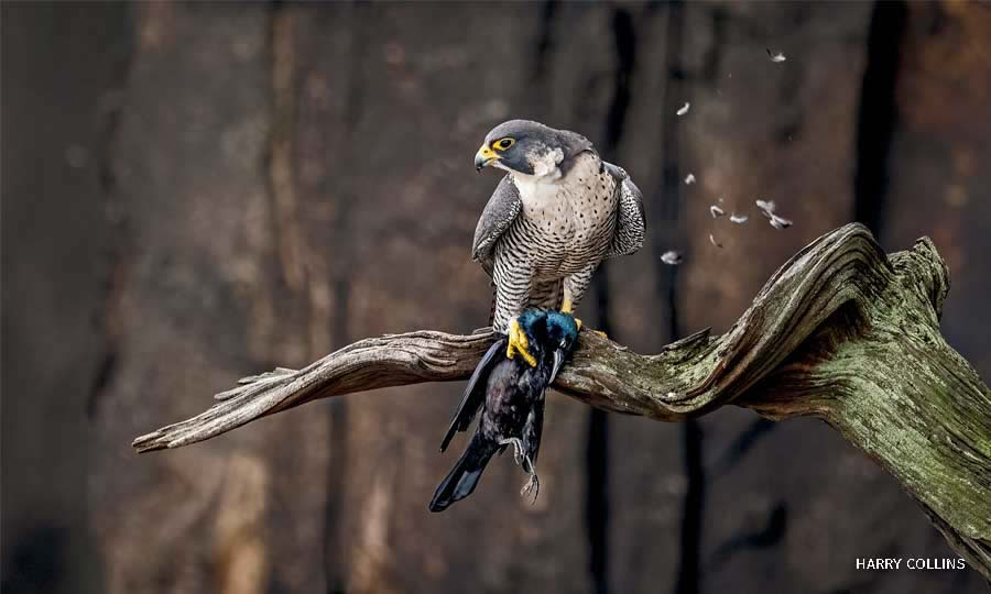 National Wildlife Photo Contest Winners 12