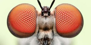 Royal Entomological Society Awards 2024 Winners 01