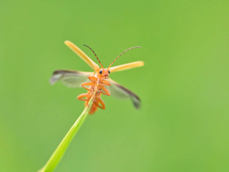 Royal Entomological Society Awards 2024 Winners 04