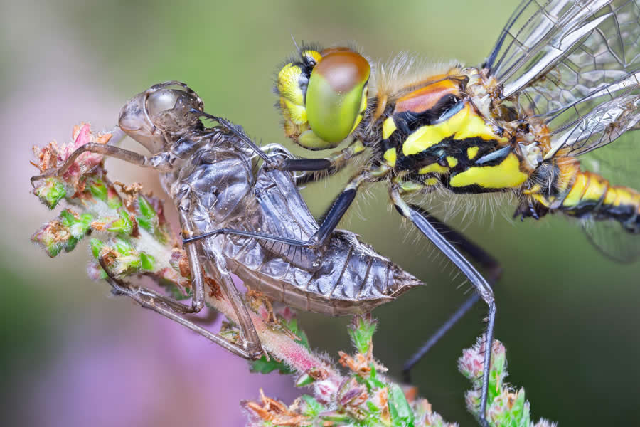 Royal Entomological Society Awards 2024 Winners 06