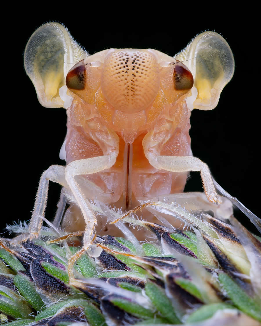 Royal Entomological Society Awards 2024 Winners 09