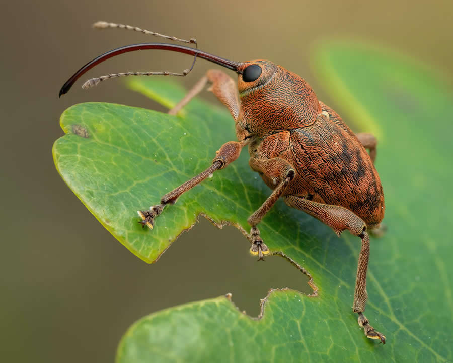 Royal Entomological Society Awards 2024 Winners 15