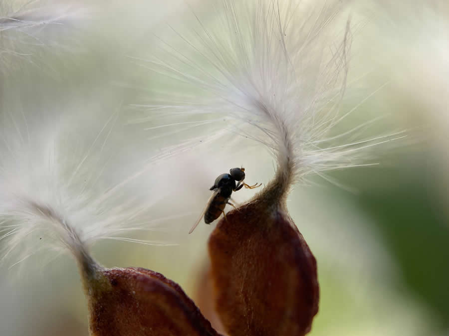 Royal Entomological Society Awards 2024 Winners 18