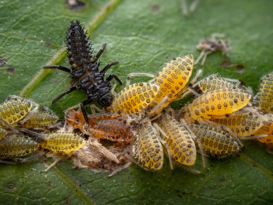 Royal Entomological Society Awards 2024 Winners 20