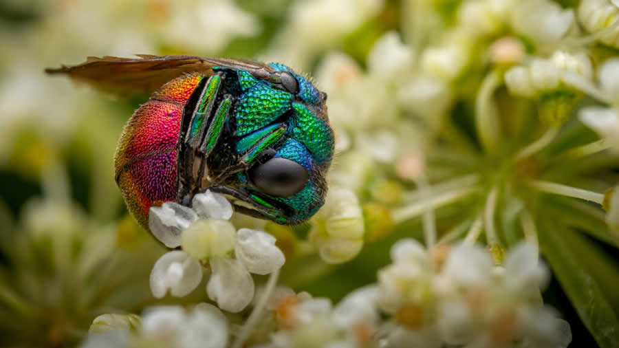 Royal Entomological Society Awards 2024 Winners 21