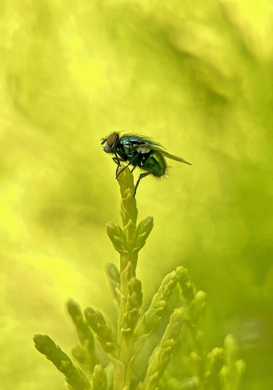 Royal Entomological Society Awards 2024 Winners 22