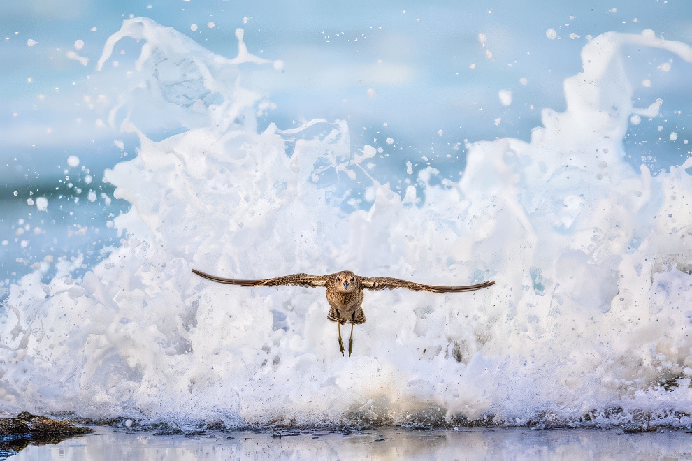 Sinwp Bird Photography Awards Best Photos 03