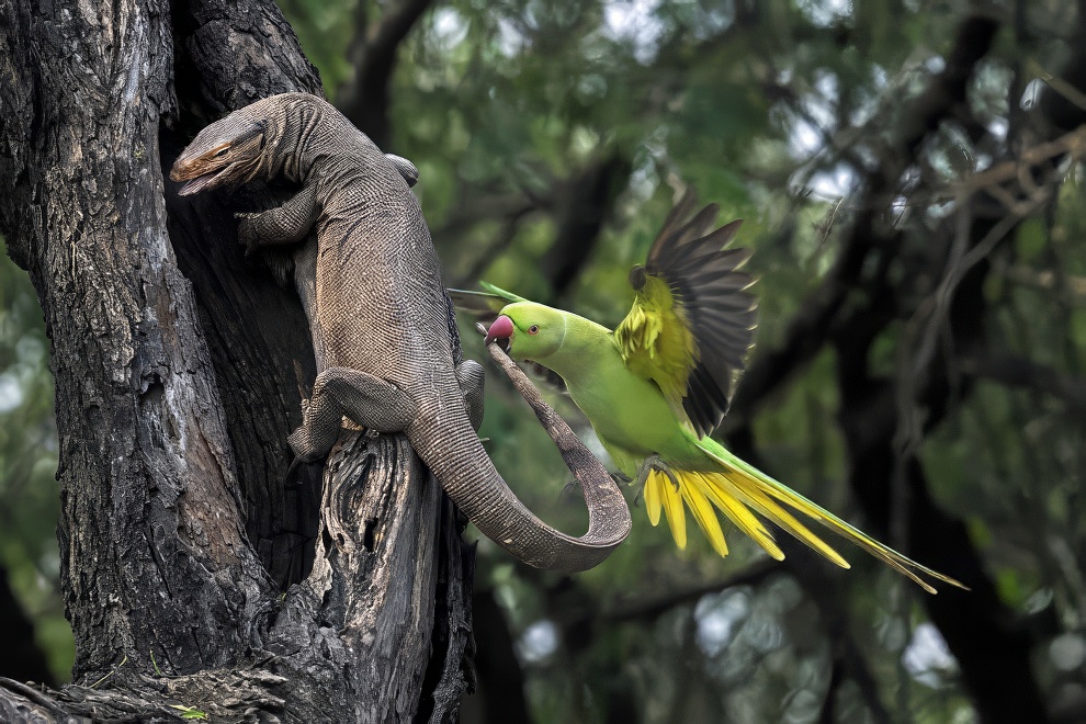 Sinwp Bird Photography Awards Best Photos 04