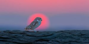 Sinwp Bird Photography Awards Best Photos 05