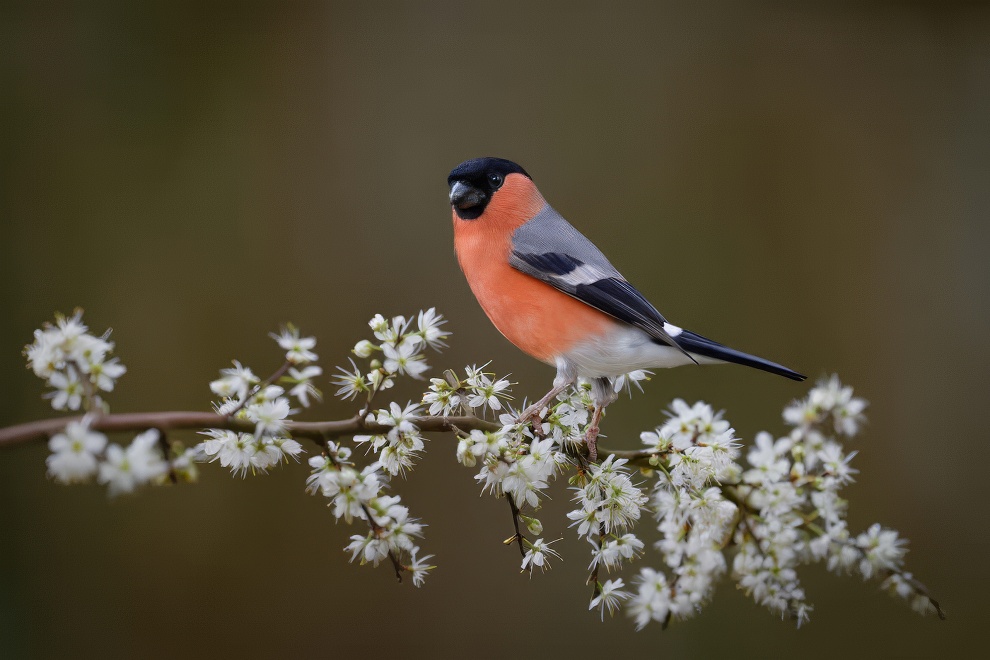 Sinwp Bird Photography Awards Best Photos 06