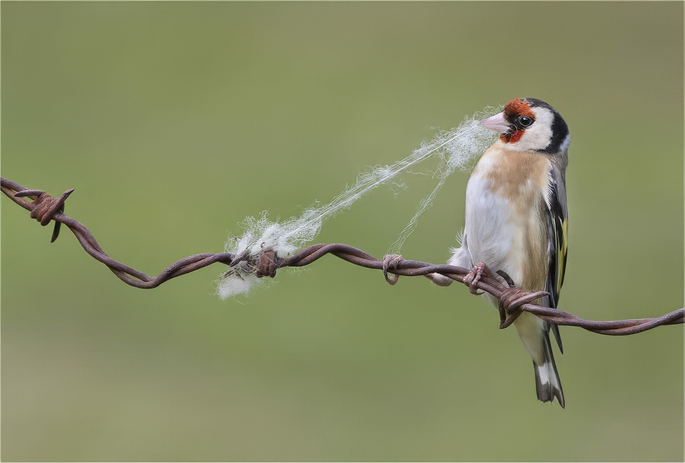 Sinwp Bird Photography Awards Best Photos 07