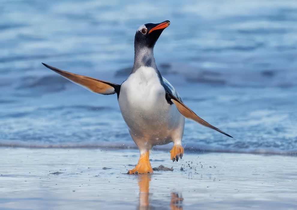 Sinwp Bird Photography Awards Best Photos 11