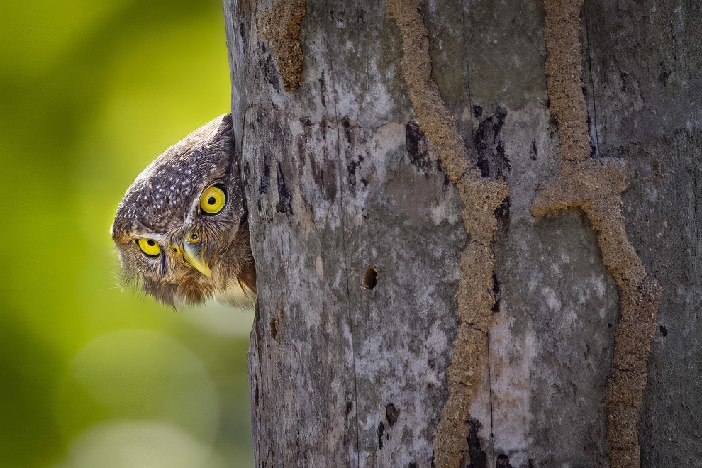 Sinwp Bird Photography Awards Best Photos 12