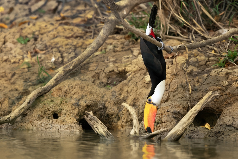 Sinwp Bird Photography Awards Best Photos 13