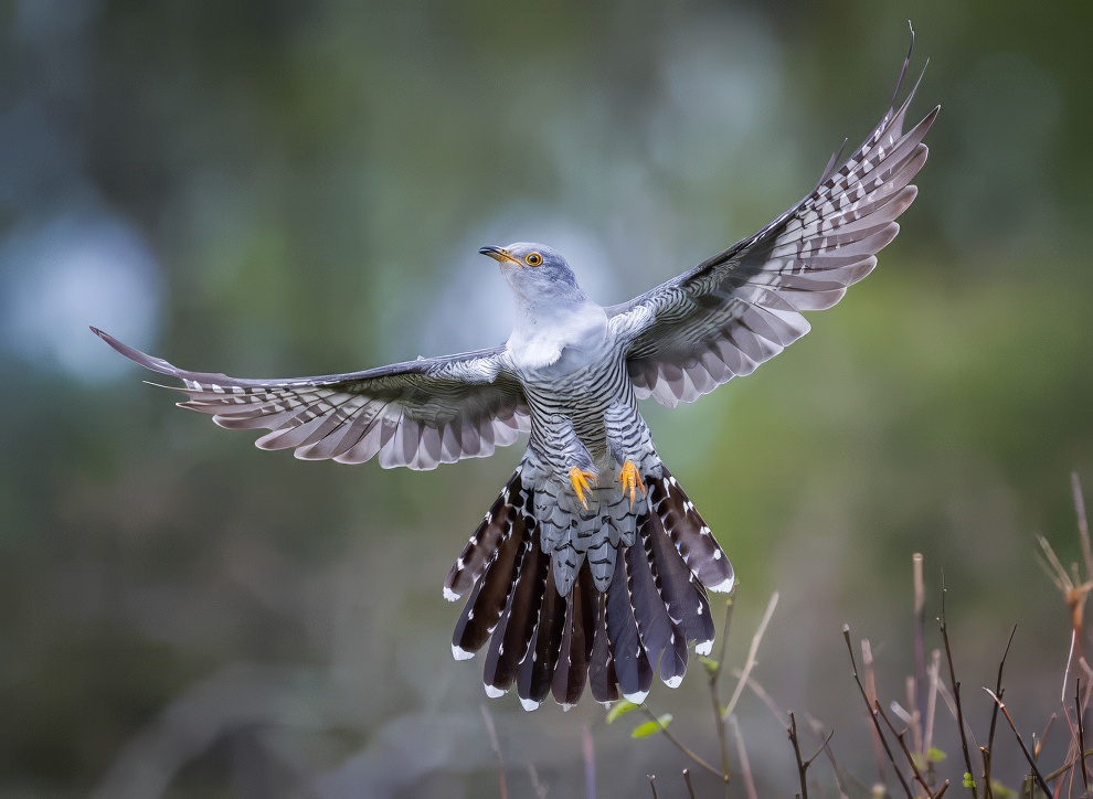 Sinwp Bird Photography Awards Best Photos 14