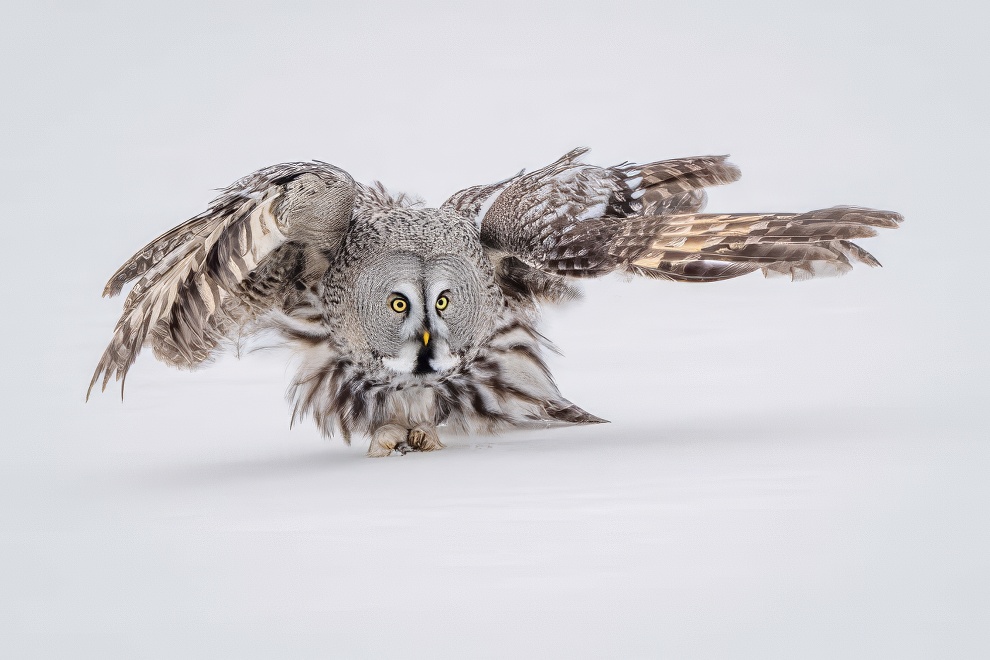 Sinwp Bird Photography Awards Best Photos 15