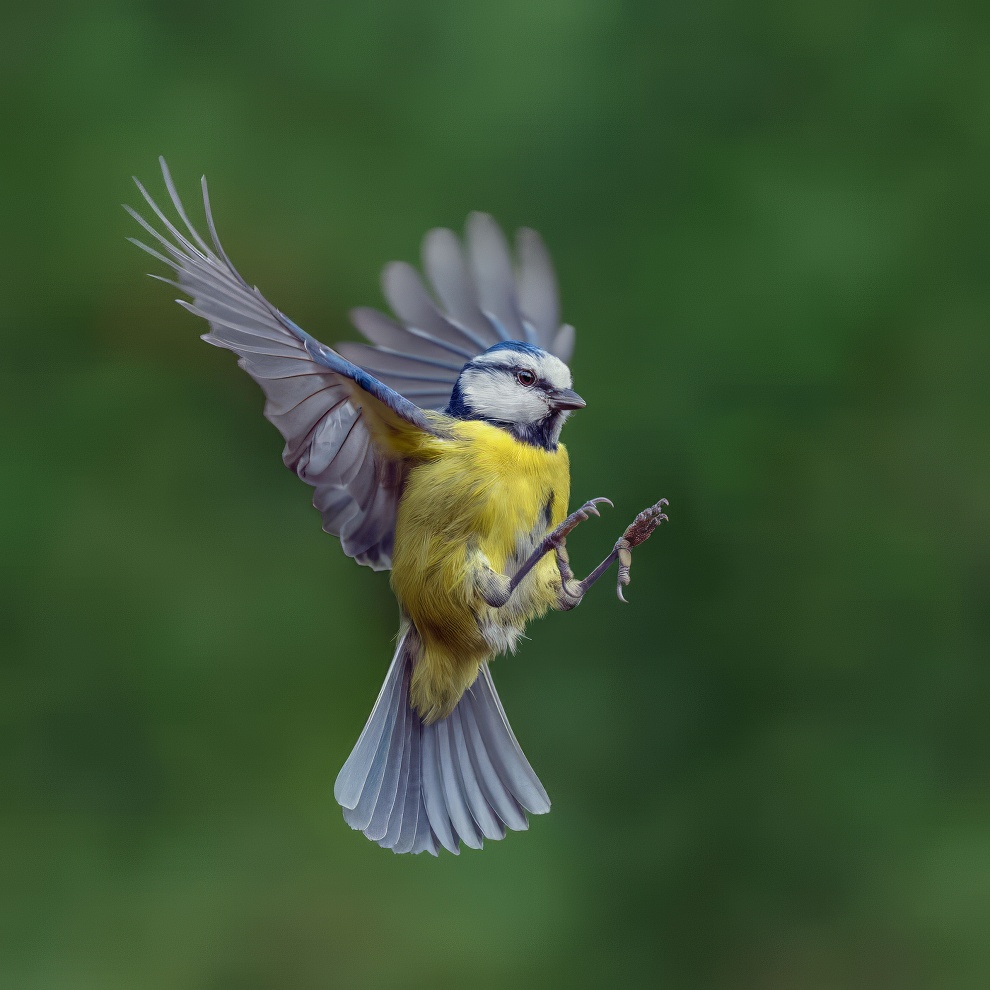 Sinwp Bird Photography Awards Best Photos 18