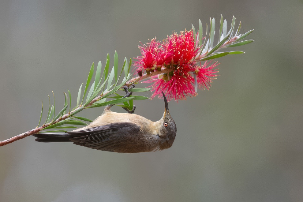 Sinwp Bird Photography Awards Best Photos 19