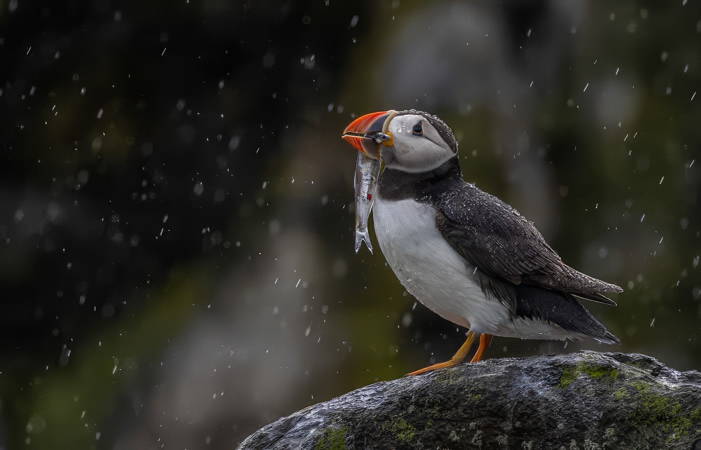 Sinwp Bird Photography Awards Best Photos 20