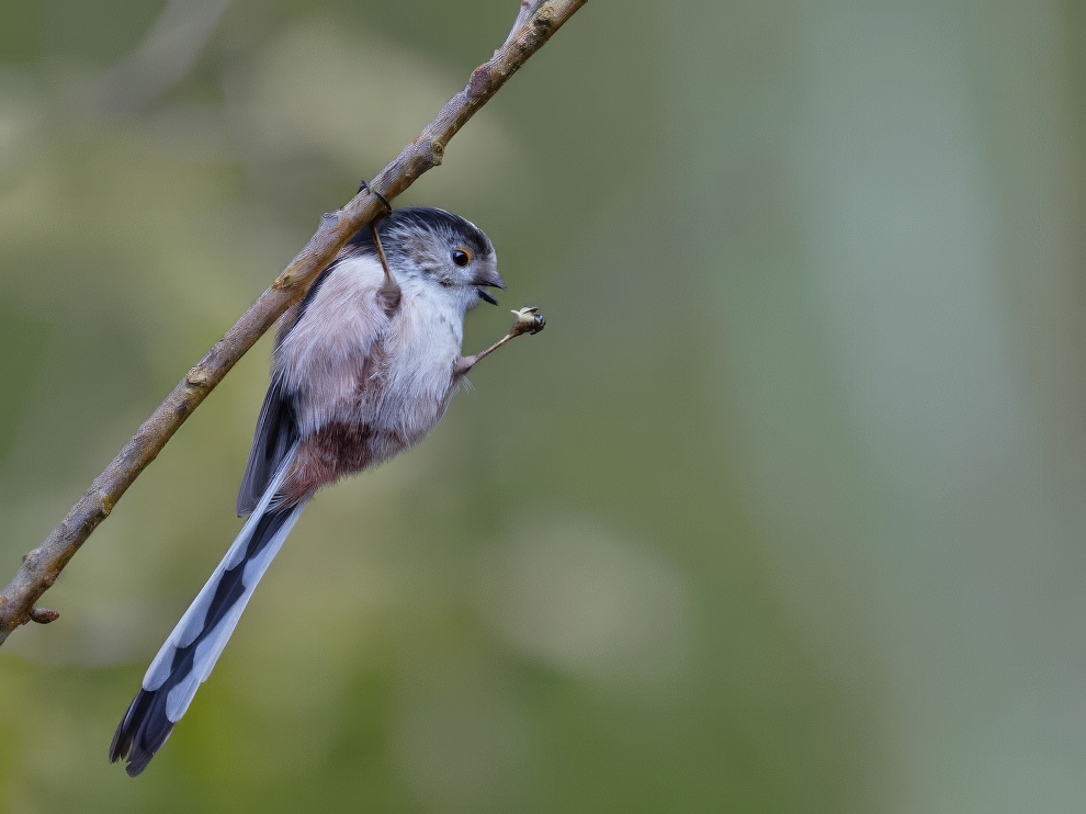 Sinwp Bird Photography Awards Best Photos 21