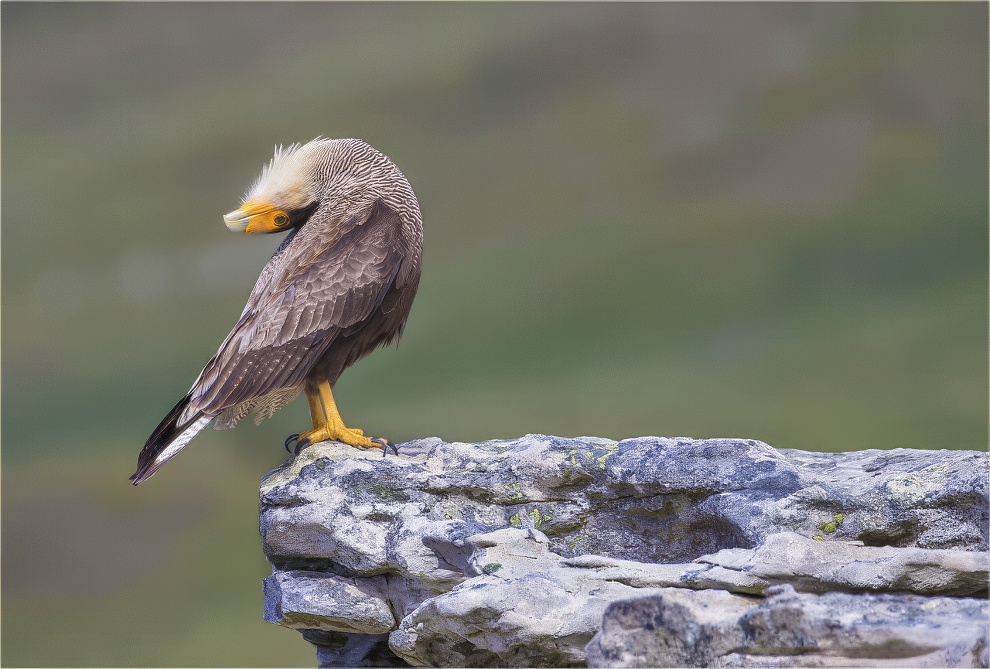 Sinwp Bird Photography Awards Best Photos 24