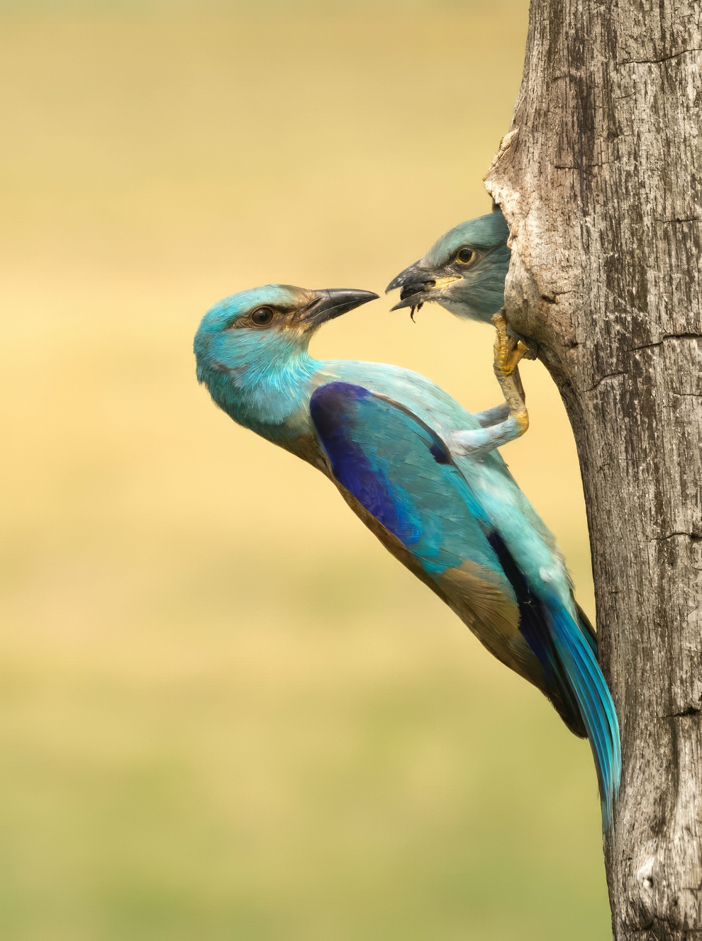 Sinwp Bird Photography Awards Best Photos 25